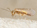 Trichopsocus brincki